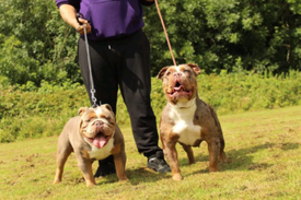 gumtree old english sheepdog